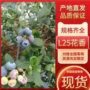 各种蓝莓大量上市大量有货现摘现发产地直发