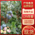 各种蓝莓大量上市大量有货现摘现发产地直发