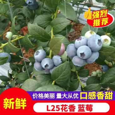 精品蓝莓大量有货蓝宝石蓝莓产地直发品质保证