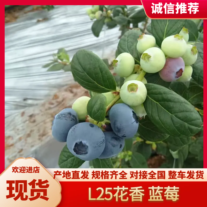 精品绿宝石蓝莓货源充足诚信经营可视频看货