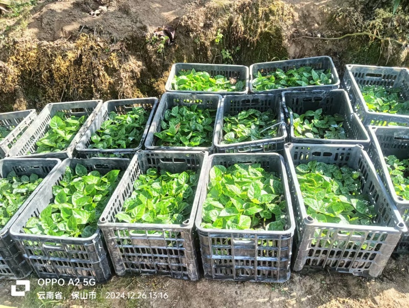 （全国包邮)云南树番茄苗根系发达易成活量大价优欢迎联系