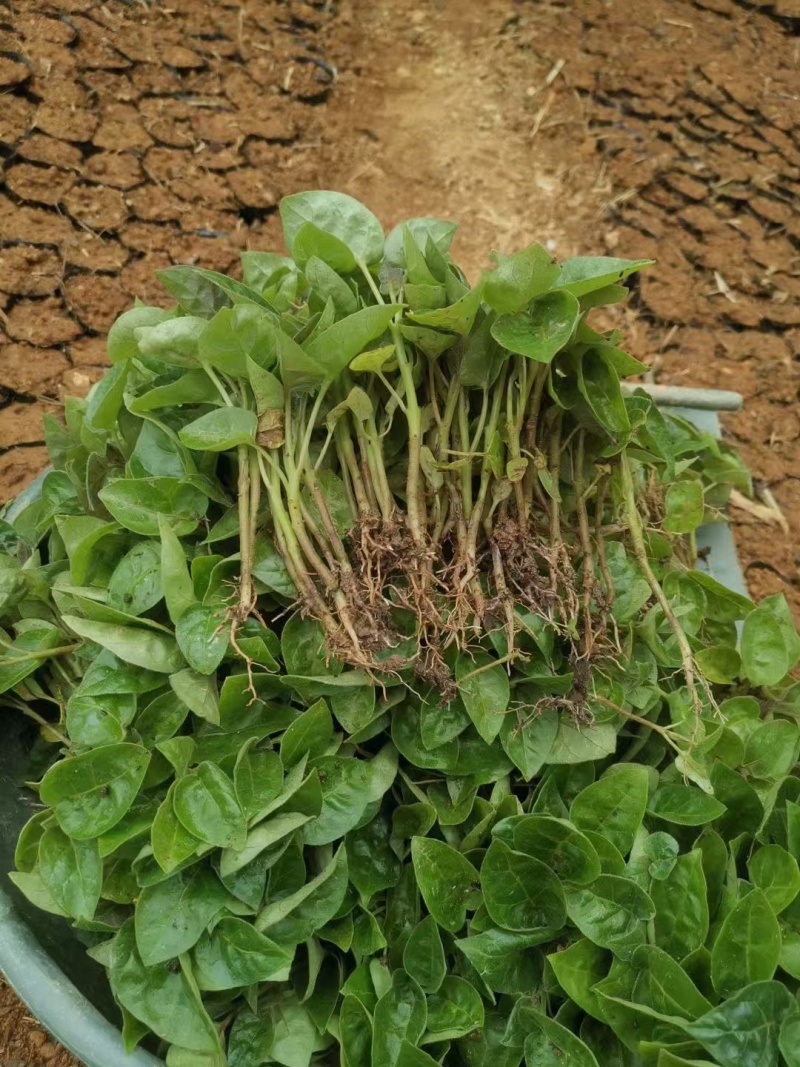 （全国包邮)云南树番茄苗根系发达易成活量大价优欢迎联系