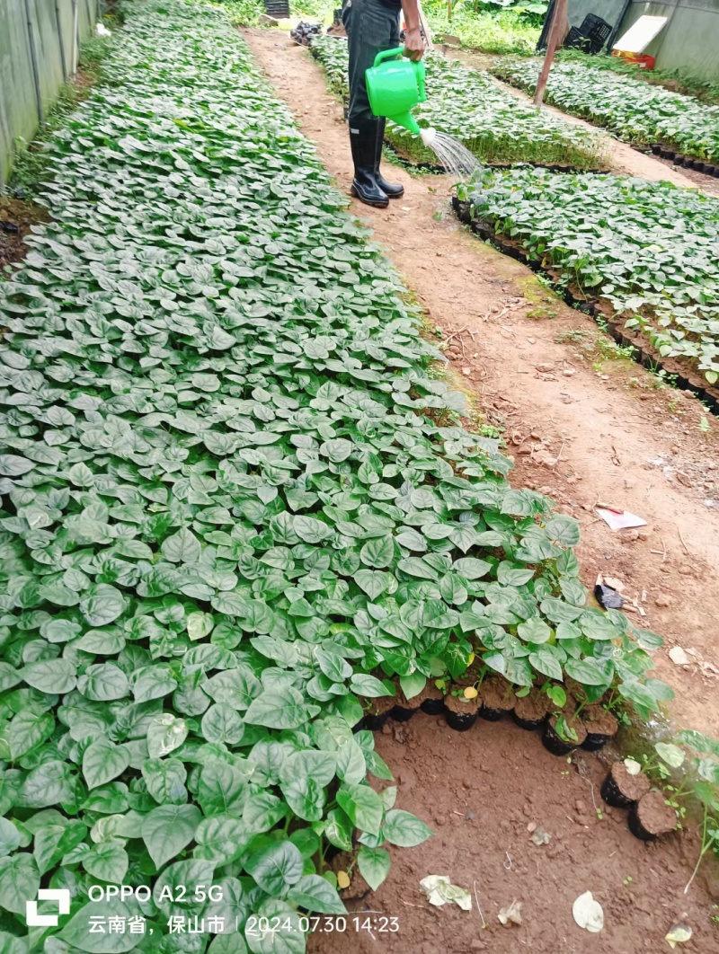 （全国包邮)云南树番茄苗根系发达易成活量大价优欢迎联系