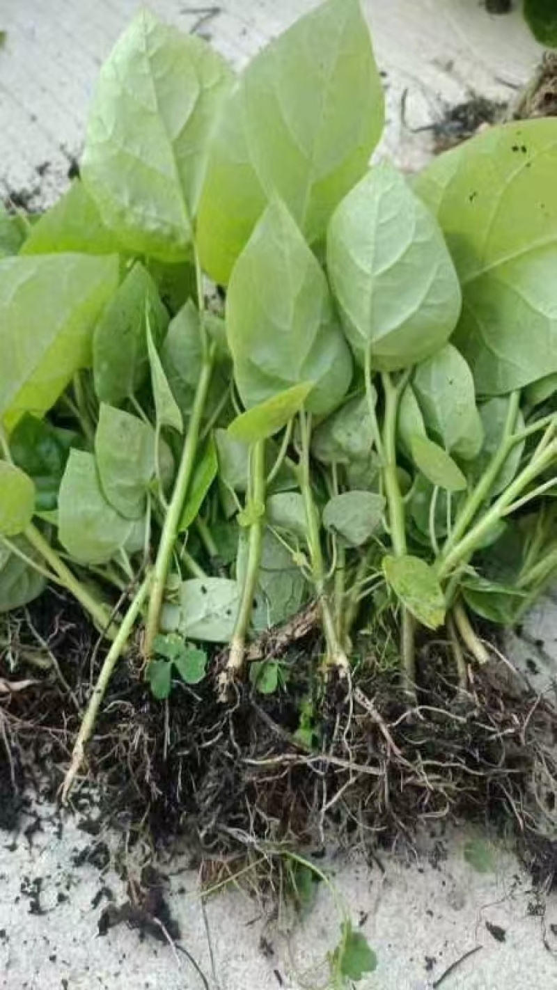 （全国包邮)云南树番茄苗根系发达易成活量大价优欢迎联系