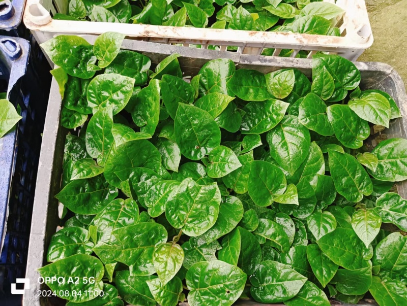 （全国包邮)云南树番茄苗根系发达易成活量大价优欢迎联系
