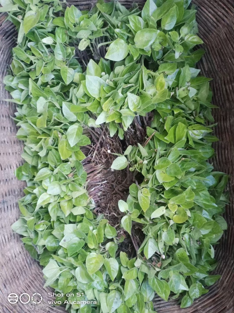 （全国包邮)云南树番茄苗根系发达易成活量大价优欢迎联系