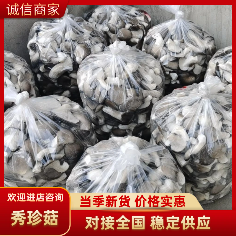 小黑平菇