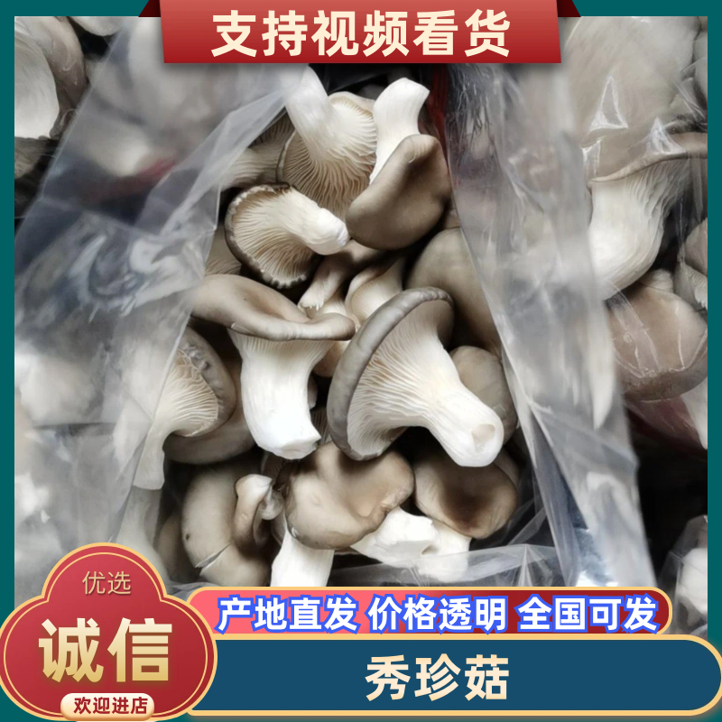 广温品种姬菇大包，又干又白又净保质保量基地直发