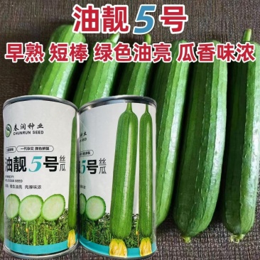油靓5号丝瓜种子早熟绿色油亮肉厚味浓连续结果能力强