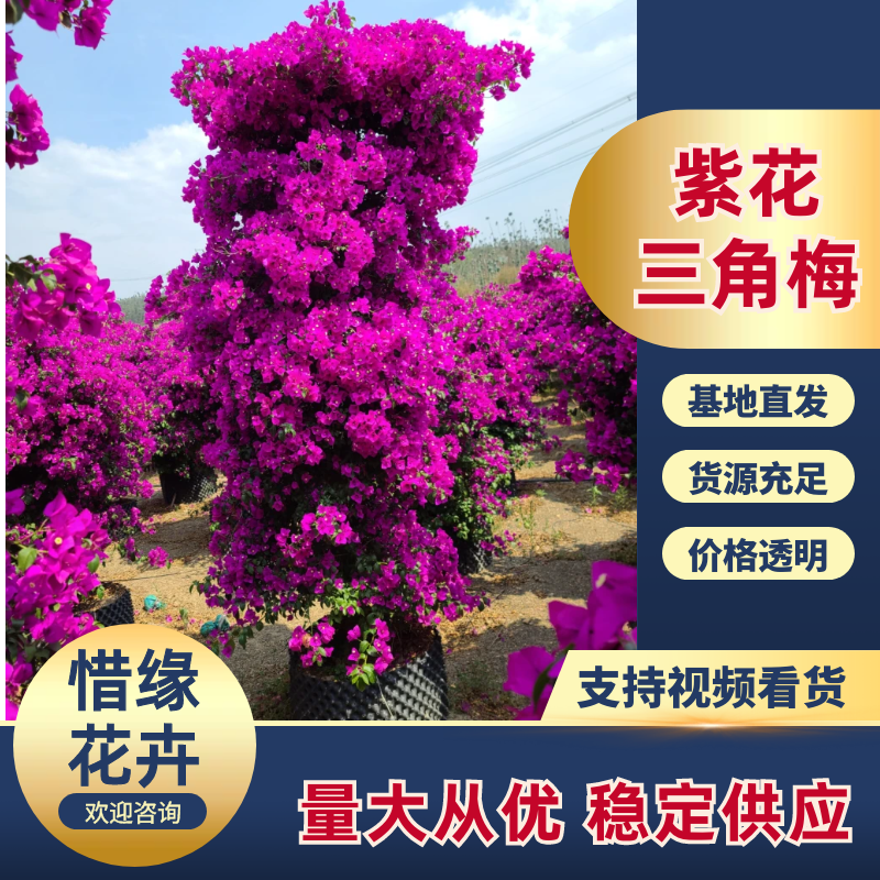 云南三角梅紫花三角梅盆栽整体高度带花带土发货规格齐全
