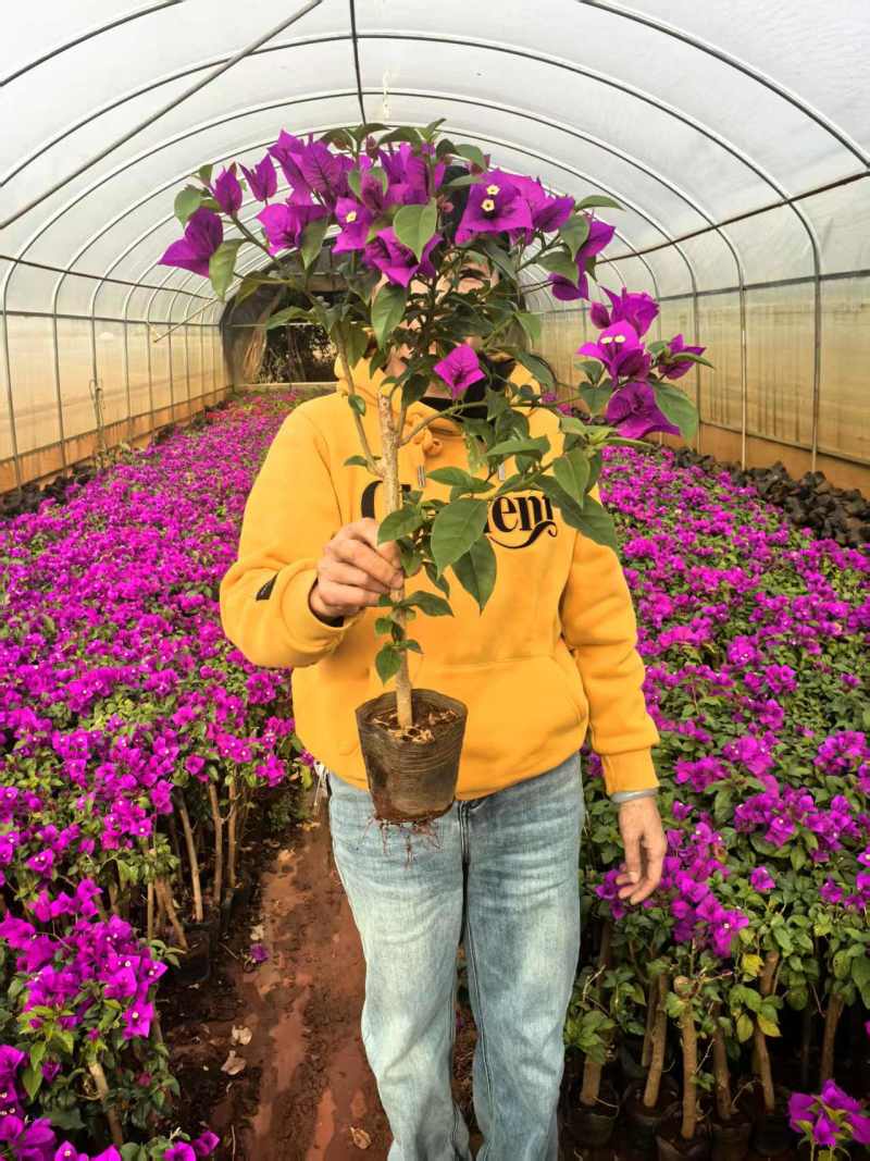 云南三角梅紫花三角梅盆栽整体高度带花带土发货规格齐全