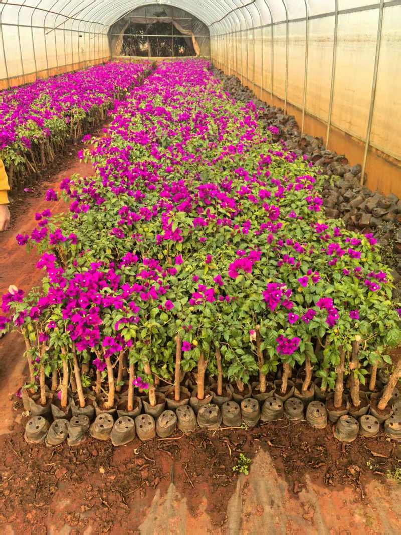 云南三角梅紫花三角梅盆栽整体高度带花带土发货规格齐全
