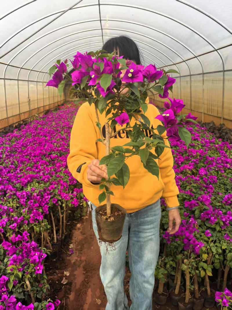 云南三角梅紫花三角梅盆栽整体高度带花带土发货规格齐全