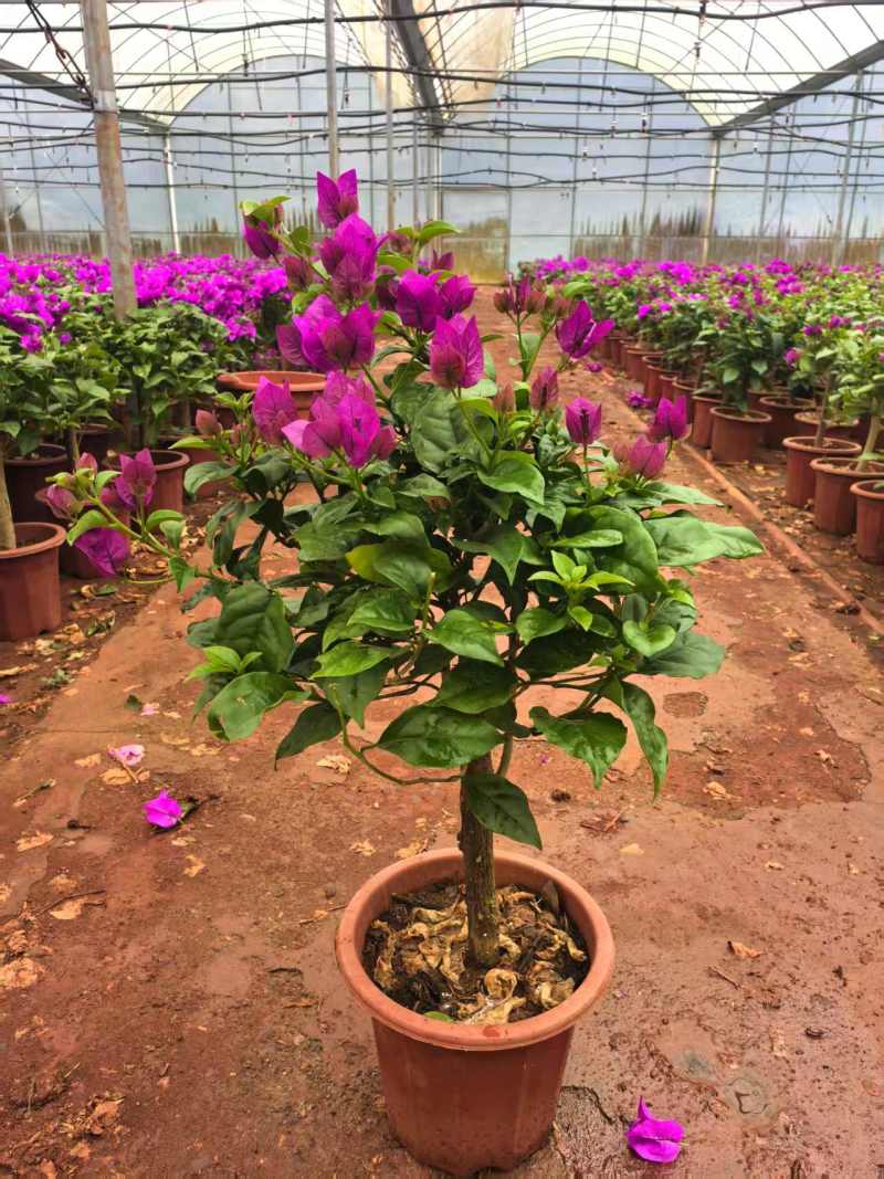 大量批发各种规格的云南紫三角梅基地直发欢迎来电