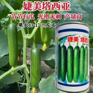 婕美塔西亚水果黄瓜种子节间短节节有瓜光滑无刺