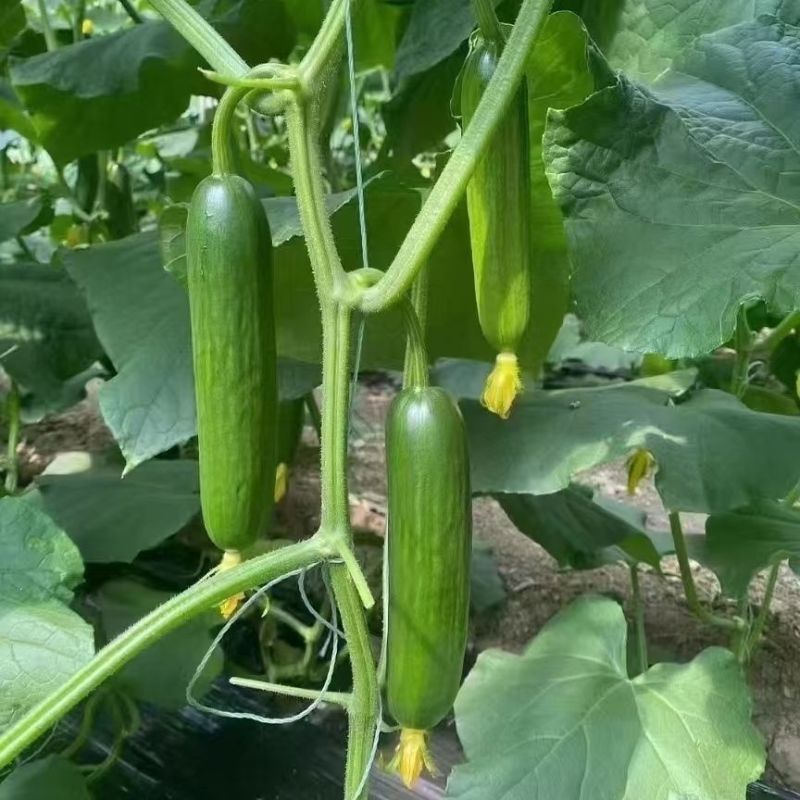 婕美塔西亚水果黄瓜种子节间短节节有瓜光滑无刺