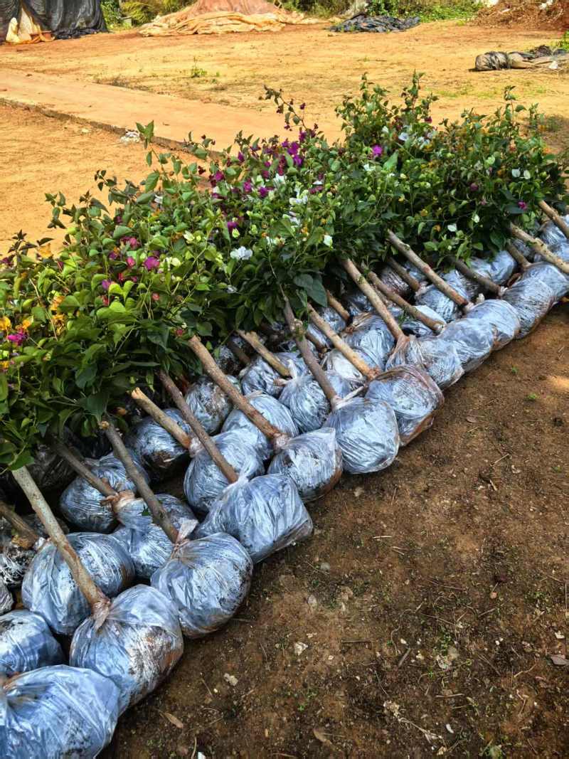 （精选）云南三角梅基地直发、全国发货，大量供货