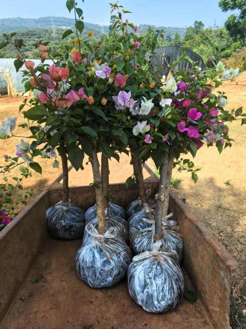 （精选）云南三角梅基地直发、全国发货，大量供货