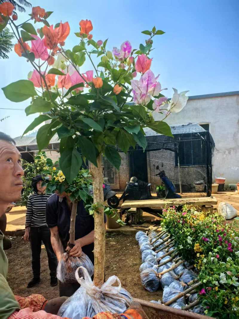 （精选）云南三角梅基地直发、全国发货，大量供货