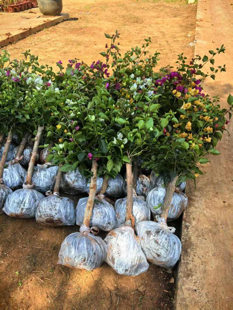 （精选）云南三角梅基地直发、全国发货，大量供货