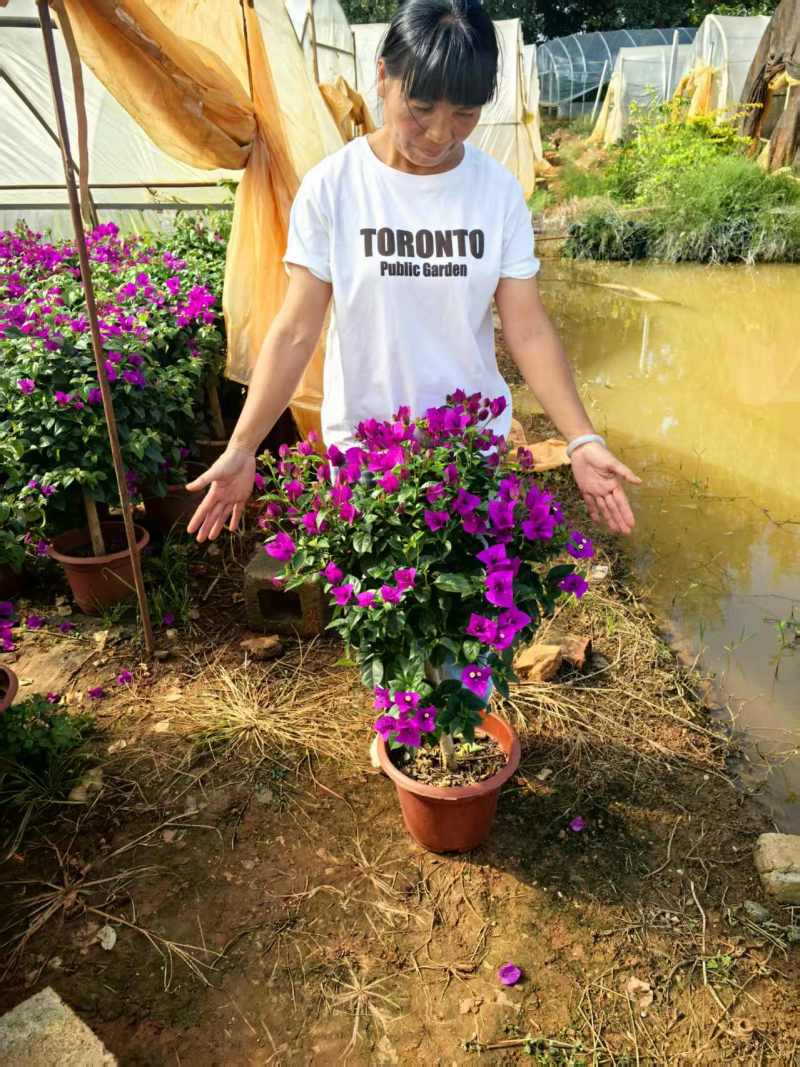 （推荐）云南紫三角梅大量低价供货、基地直发、全国发货
