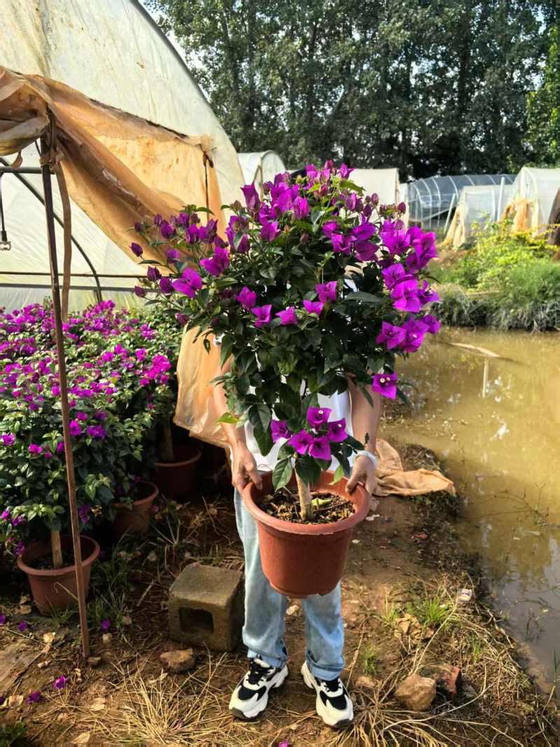 （推荐）云南紫三角梅大量低价供货、基地直发、全国发货