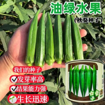 油绿水果秋葵种子早熟节间短果实清甜脆嫩光滑鲜绿