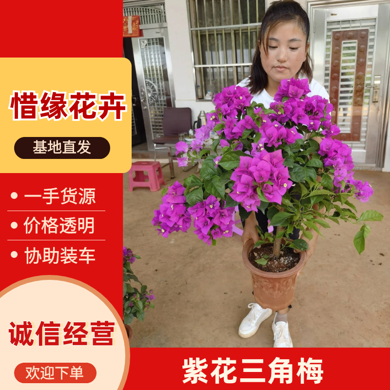 （推荐）云南紫三角梅大量低价供货、基地直发、全国发货
