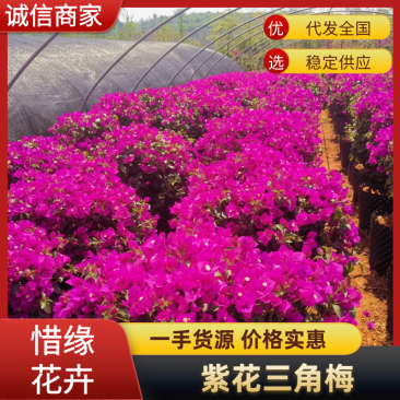 大量批发各种规格的云南紫三角梅基地直发欢迎来电
