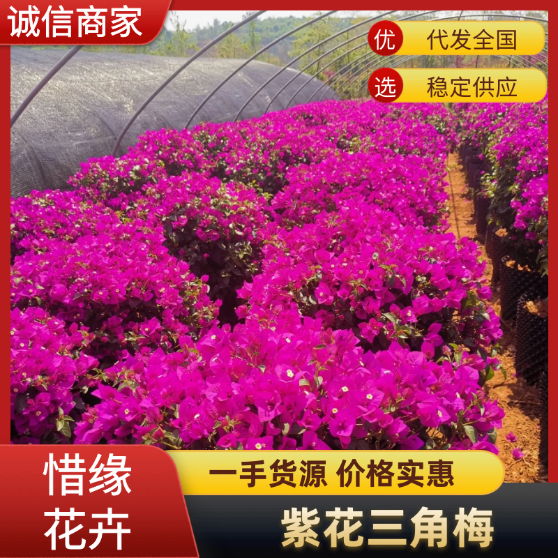 大量批发各种规格的云南紫三角梅基地直发欢迎来电