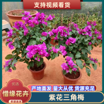 【热门】大量批发整体高度一米的云南紫三角梅成品货