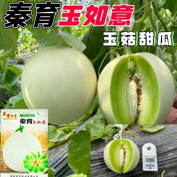 秦育玉如意玉菇甜瓜种子香味浓郁果肉绿色肉质味美