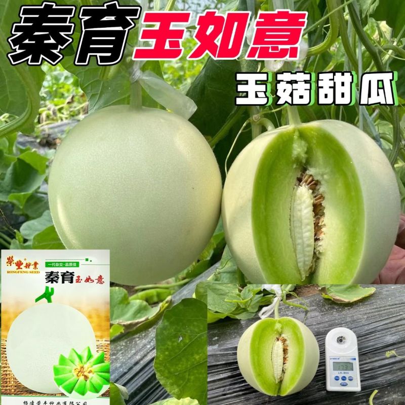 秦育玉如意玉菇甜瓜种子香味浓郁果肉绿色肉质味美