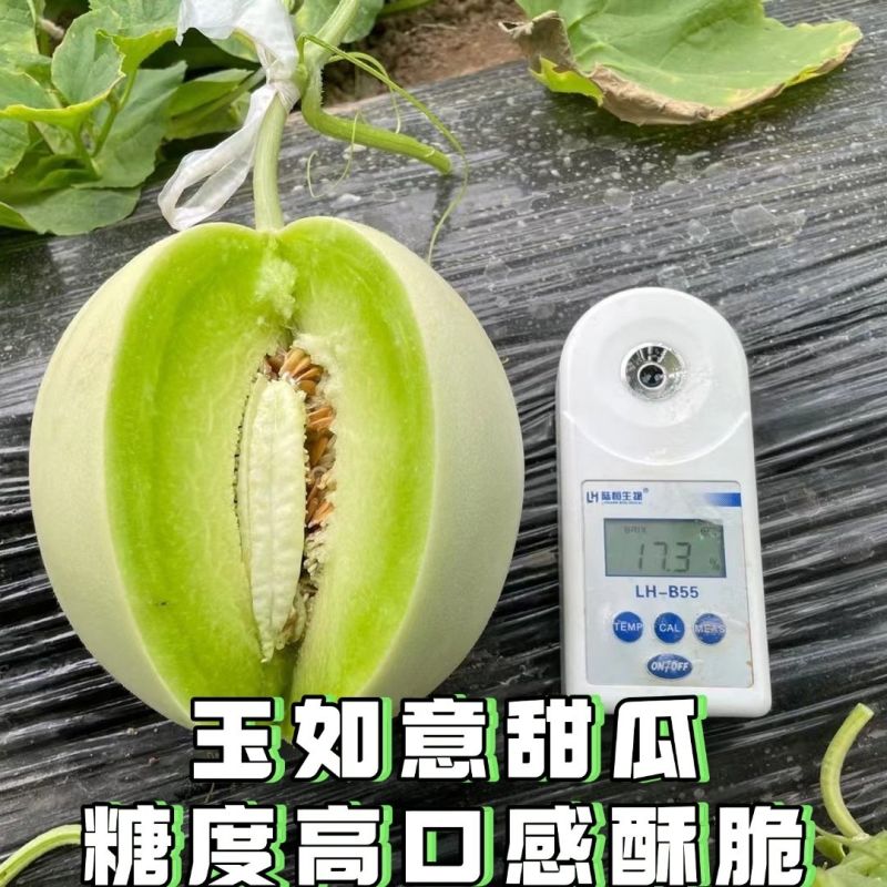 秦育玉如意玉菇甜瓜种子香味浓郁果肉绿色肉质味美