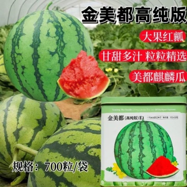 金美都西瓜种子中早熟瓤色鲜红果肉酥脆不易空心