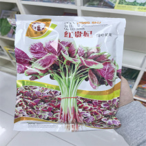 红贵妃圆叶苋菜种子红苋菜种子早熟叶色转红快