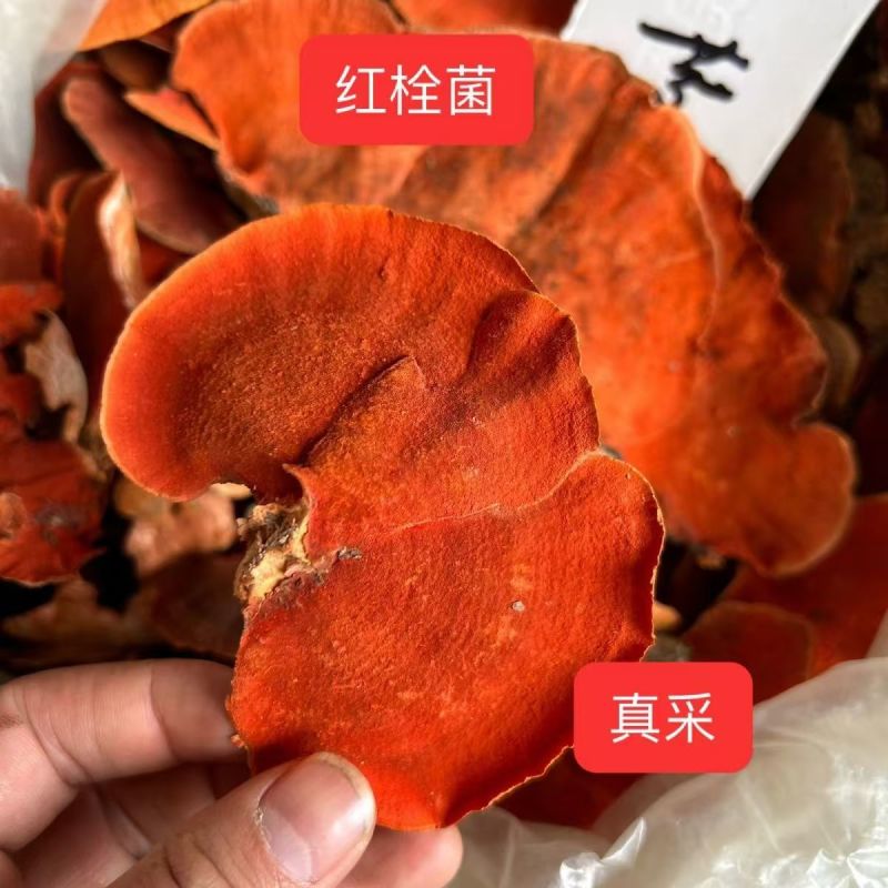 牛樟芝红栓菌血红栓菌牛樟芝产地货源一件代发