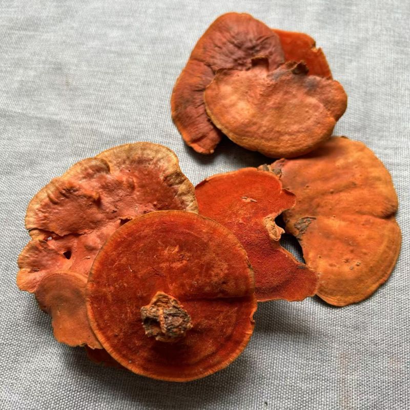 牛樟芝红栓菌血红栓菌牛樟芝产地货源一件代发