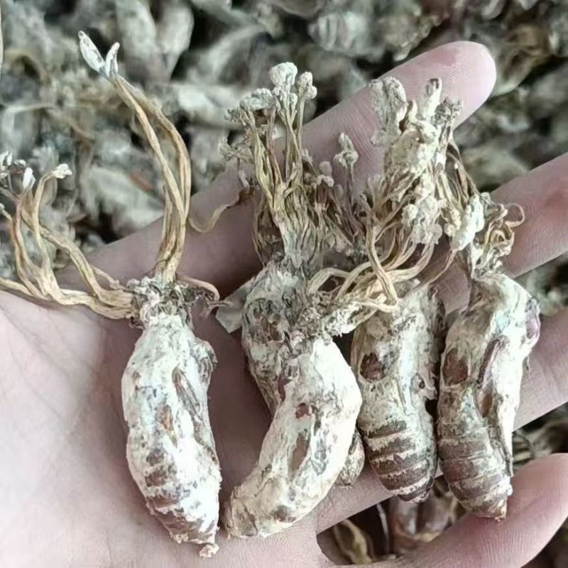 金蝉花金蝉花产地货源一件代发