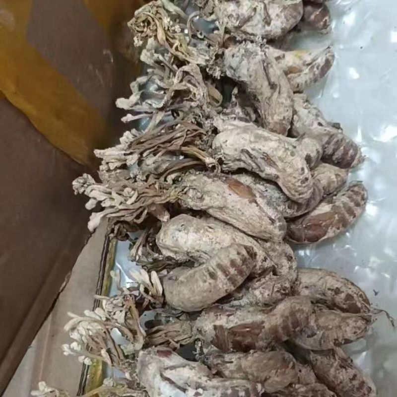 金蝉花金蝉花产地货源一件代发