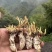 金蝉花金蝉花产地货源一件代发
