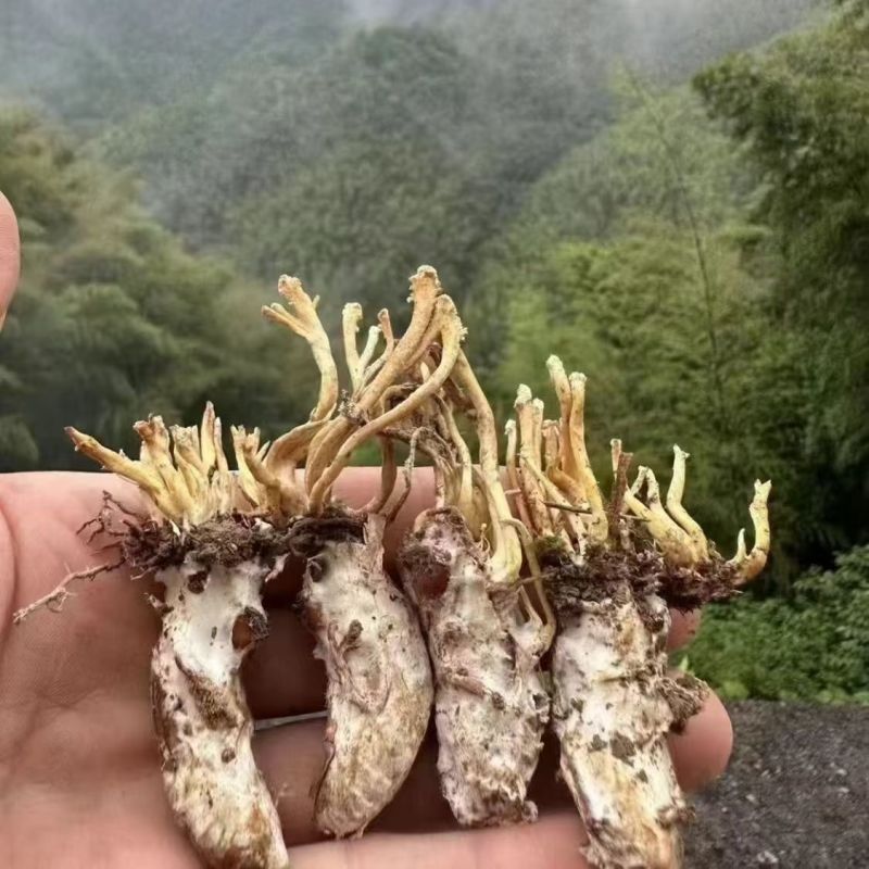 金蝉花金蝉花产地货源一件代发