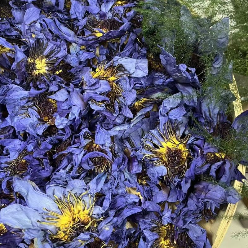 九品香水莲花紫色散花
