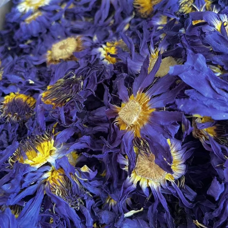 九品香水莲花紫色散花
