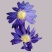 九品香水莲花紫色散花