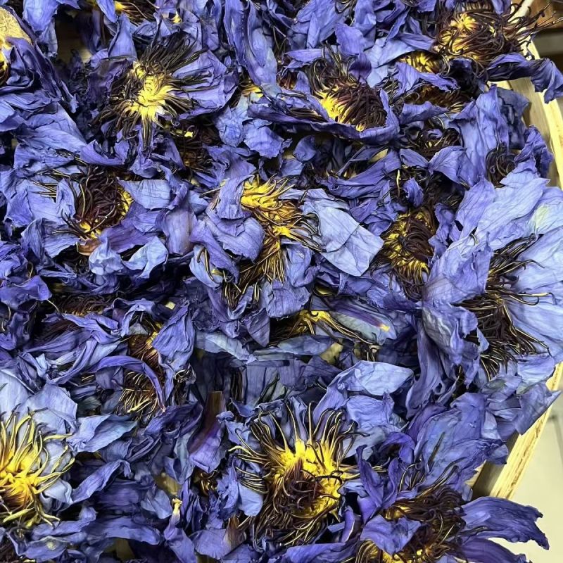 九品香水莲花紫色散花