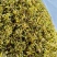 铁皮石斛花石斛花产地货源