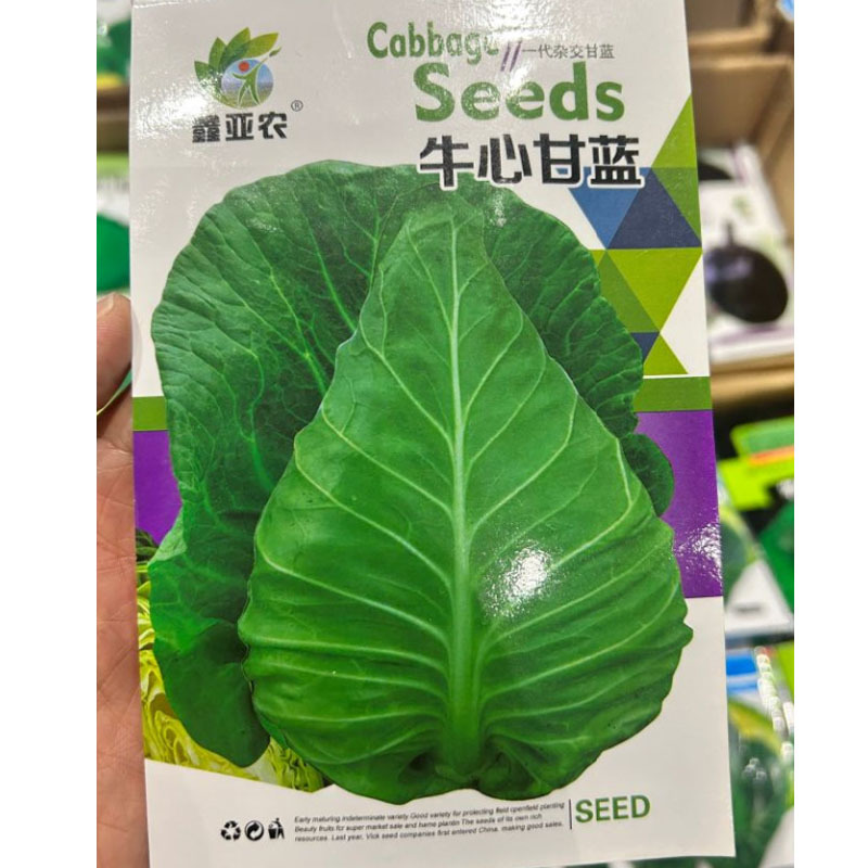 牛心甘蓝种子叶色灰绿叶球牛心单球重1.5公斤