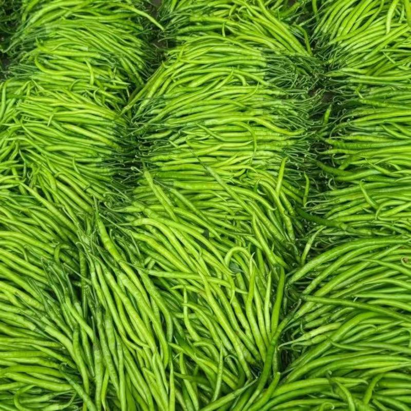 精品线椒山东临沂沂水县颜色艳丽，香辣味浓郁