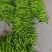 精品线椒山东临沂沂水县颜色艳丽，香辣味浓郁